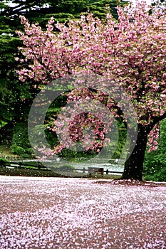 Incredible scene - Cherry blossom snow