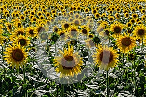 Incredible sunflower against blue sky close-up photo