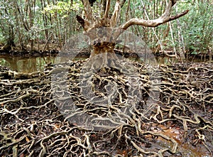 Incredible tree roots in the mangrove forest of Trat Province photo