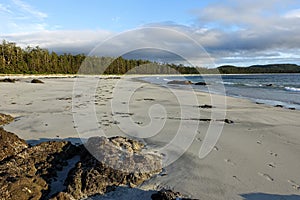 An incredible view of the sandy beaches of nels bight, surrounded by forest and the pacific ocean, along the beautiful cape scott