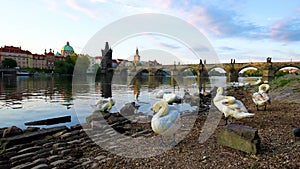 Incredibly beautiful bright colorful landscape with swans on the Vltava River in the old city of Prague, Czech Republic