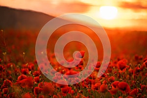 Incredibly beautiful flowering poppies.