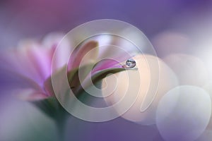 Beautiful Nature Background.Abstract Artistic Wallpaper.Art Macro Photography.Spring Flowers.Water drop.Plant,pure.Violet,yellow.