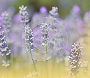 Beautiful Green Nature Background.Lavender Field.Colorful Macro Photography.Abstract Photo.Beauty in Nature.Flower,violet,golden.