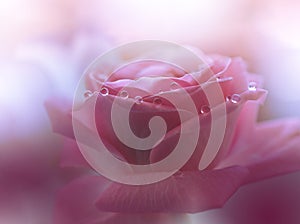 Beautiful Nature Background.Abstract Wallpaper.Celebration,love.Holidays.Pink Rose Flower.Art Design.Water Drops.Copy Space.