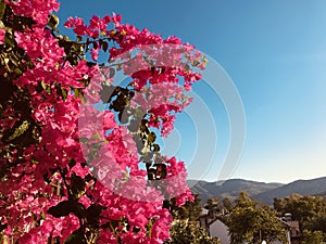 Incredibly beautiful pink flowers over the hills of Ephesus - House of Mary - The Virgin Mary