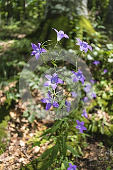 Incredibly beautiful purple flowers - bells in the forest along the way to the Kozya Stena hut. The mountain in the central Balkan