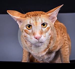 Incredibly beautiful red cat oriental. Red cat with a serious expression of the muzzle.
