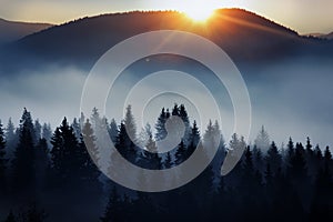 Incredibly beautiful sunrise in the mountains. Coniferous trees in the fog and the rays of the sun through the foggy forest.