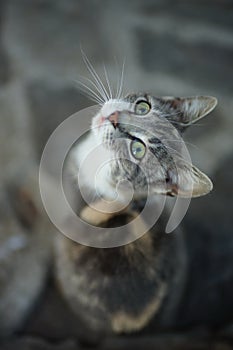 Incredibly beautiful tricolor ash cat portrait outdoor