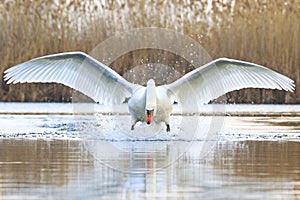 Neuvěřitelně krásný bílý pták na vodě s otevřenými křídly