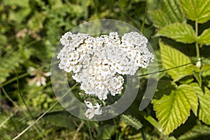 Incredibly beautiful white yarrow in the forest along the way to the Eho hut.