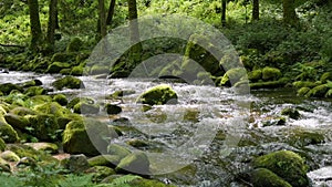 Incredibly picturesque landscape of the Black Forest mountains. Small mountain river flows through stones around stones