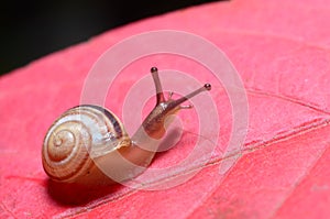 Incredibly Striking Photos of Snails.