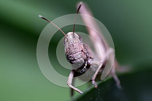 An incredibly striking portrait of a Grasshopper