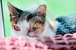 Incredulous cat hid behind back of sofa.