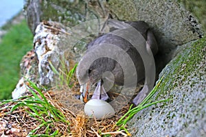 Incubation behaviour of Fulmar. Female turns eggs during incubation