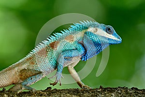 forest blue lizard in close up with sharp detais of its scales