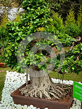Indain bonsai trees for home decoration