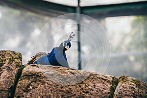 Indain Peafowl reasting on a rock