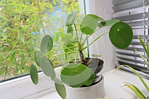 Inddor plant money plant