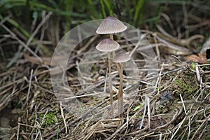 An indefinite fungus from the genus Mycena