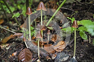 An indefinite fungus from the genus Psathyrella
