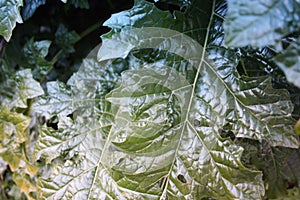 An indefinite large green leaf of a green plant grown wild in the forest. they look like spinach