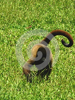 By indegenous people captured young, pet woolly monkey walking in the grass