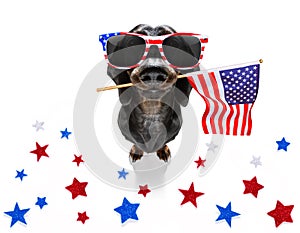 Independence day 4th of july dog