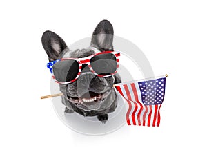 Independence day 4th of july dog