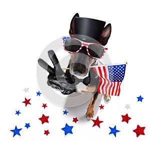 Independence day 4th of july dog