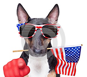 Independence day 4th of july dog