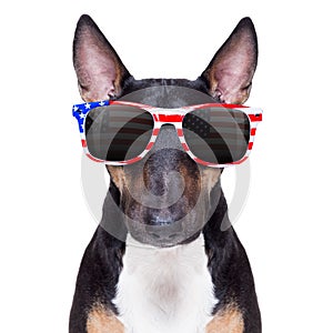 Independence day 4th of july dog