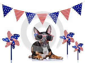 Independence day 4th of july dog