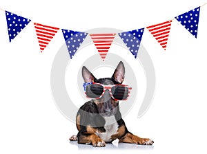 Independence day 4th of july dog