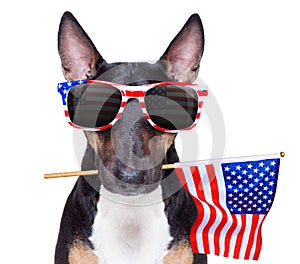 Independence day 4th of july dog