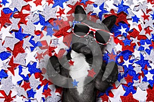 Independence day 4th of july dog