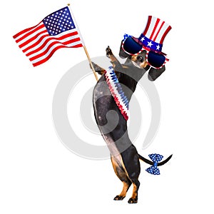 Independence day 4th of july dog