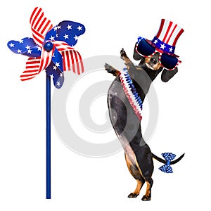 Independence day 4th of july dog