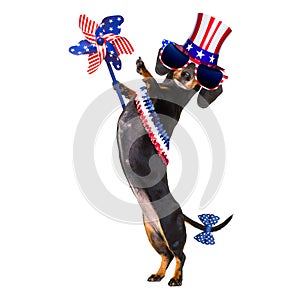 Independence day 4th of july dog