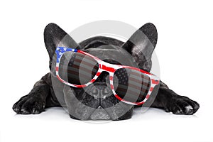 Independence day 4th of july dog