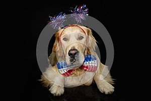 Independence day 4th of july dog. Labrador retriever wearing usa flag costume or disguise. Isolated on black background