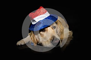 Independence day 4th of july dog. Labrador retriever wearing usa flag hat costume or disguise with sad tired expression face