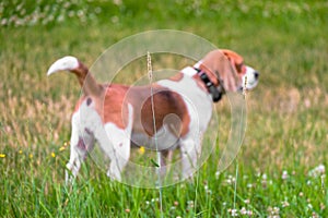 An independent adult Beagle dog on a walk in a city park. The Beagle hound is British, popular all over the world.