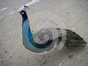 Independent peacock in the park