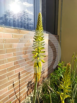 Indeterminate inflorescence & x28;raceme& x29; of the Aloe vera plant