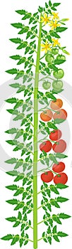 Indeterminate tomato plant with green leaf, yellow flowers and ripe red tomatoes