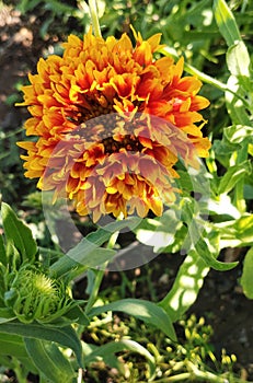 Indi blanket, Gaillardia pulchella (firewheel, Indian blanket, Indian blanket flower, or sundance)