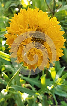 Indi blanket, Gaillardia pulchella (firewheel, Indian blanket, Indian blanket flower, or sundance)